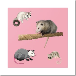 4 baby’s possums Posters and Art